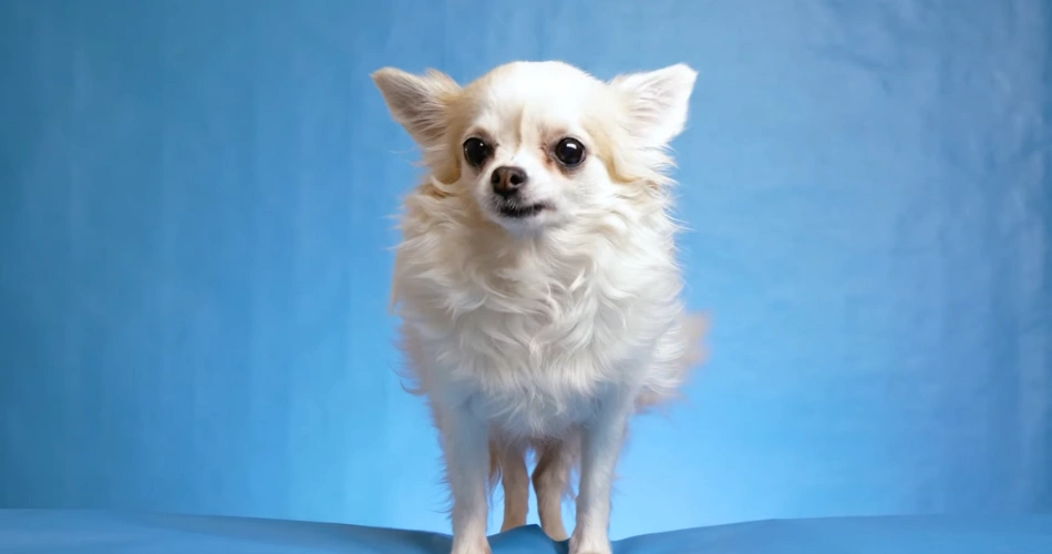  Chihuahua dog breeds
small dogs  