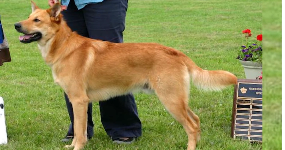 a medium size dog
 Chinook dog 