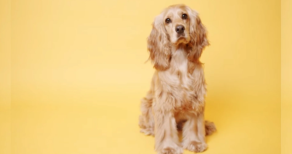 Cocker Spaniel dog breed 