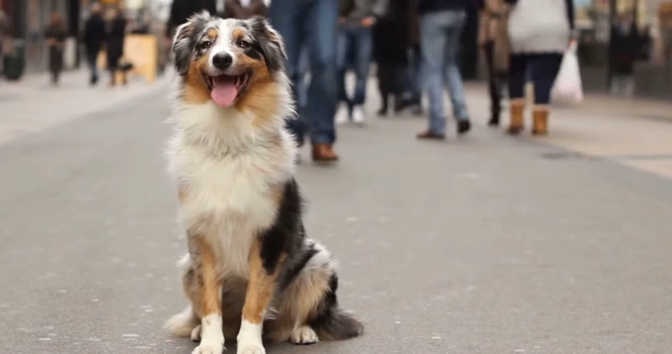  Collie dog breeds "Rough Collie dog with long, flowing coat standing in a grassy field."
"Smooth Collie sitting obediently with a bright, alert expression."
"Collie puppy playing outdoors with a happy and energetic demeanor."
"Beautiful Rough Collie showcasing its signature sable and white fur."
"Intelligent Smooth Collie posing with a sleek, short-haired coat."
"Collie dog running in the park, known for its agility and grace."
"Classic Rough Collie resembling the famous Lassie in a picturesque setting."
"Friendly Collie interacting with children, a perfect family companion."
"Collie breed known for loyalty, intelligence, and herding instincts."
"Groomed Rough Collie at a dog show with a shiny, well-maintained coat