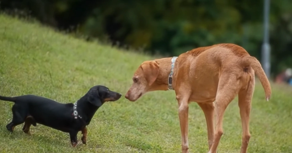 "Two dogs meeting in a park, a black Dachshund and a larger tan mixed breed sniffing each other."
"Friendly interaction between a small black Dachshund and a large tan dog on a grassy field."
"Curious Dachshund approaching a bigger tan dog in an outdoor park setting."
"Two dogs greeting each other on a walking path, one small and one large."
"Black Dachshund and tan dog socializing in a pet-friendly outdoor area."