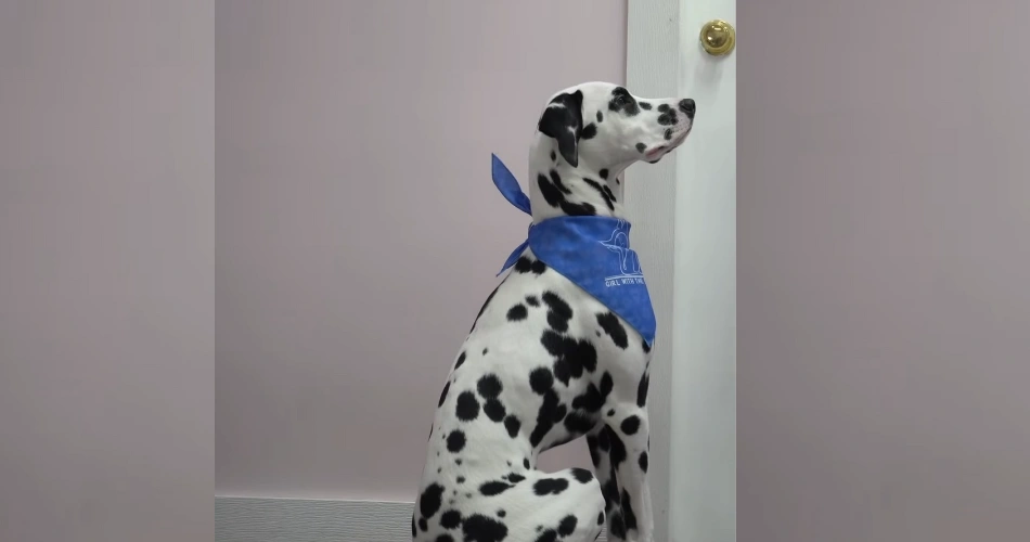 "Dalmatian dog with black spots sitting attentively indoors during training."
"Obedient Dalmatian wearing a blue bandana, focusing on a trainer."
"Dalmatian dog sitting in front of a white door, showing its intelligence and discipline."
"Spotted Dalmatian dog in a training session with a woman in a purple outfit."
"Dalmatian breed known for its unique black and white coat, sitting patiently indoors."
"Dalmatian wearing a stylish blue bandana, showing alertness and focus."
"Friendly Dalmatian dog participating in an obedience training session."
"Dalmatian with signature black spots waiting for a command from its trainer."
"Elegant Dalmatian dog sitting indoors, showcasing its well-mannered nature."
"Dalmatian dog indoors, known for its loyalty, intelligence, and striking spotted coat."