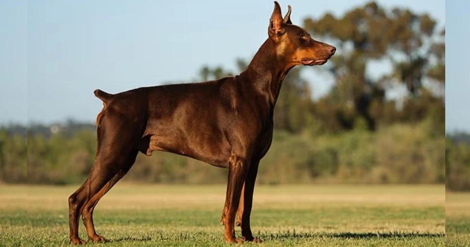  Doberman Pinscher