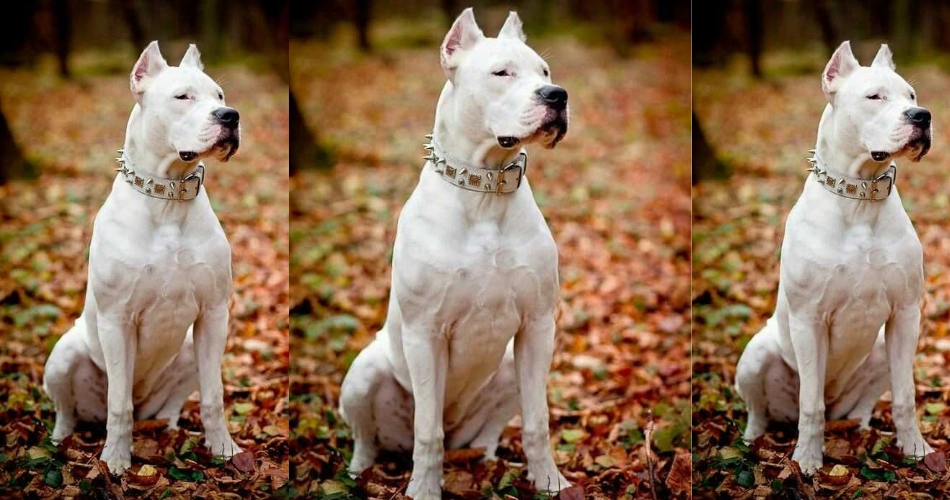 Dogo Argentino dogs brreds 
fluffy dogs breeds 
intelligent dog breed
friendly dogs
family dogs  