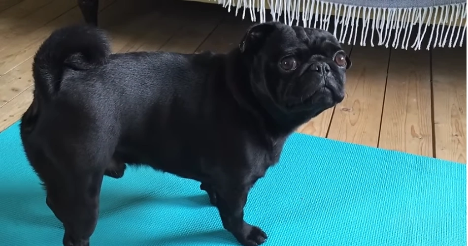 Pug dog 