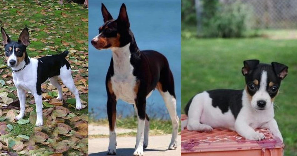  Rat Terrier