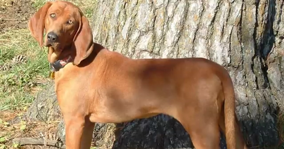 Redbone Coonhound