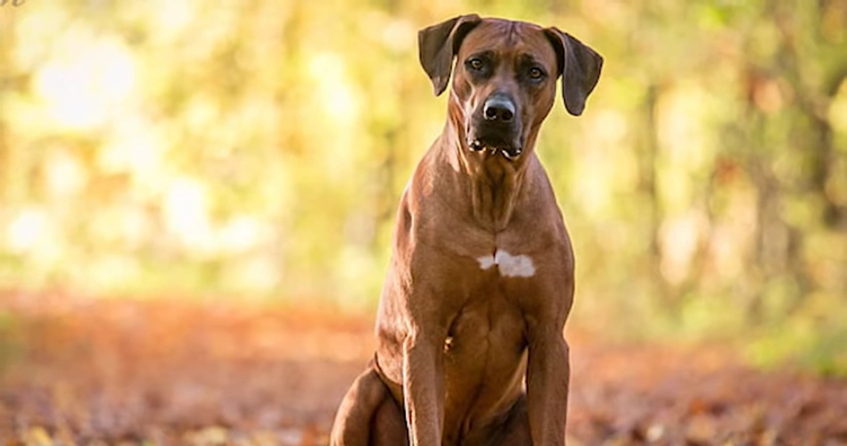 Rhodesian Ridgeback