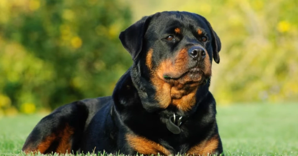 Rottweiler dog 