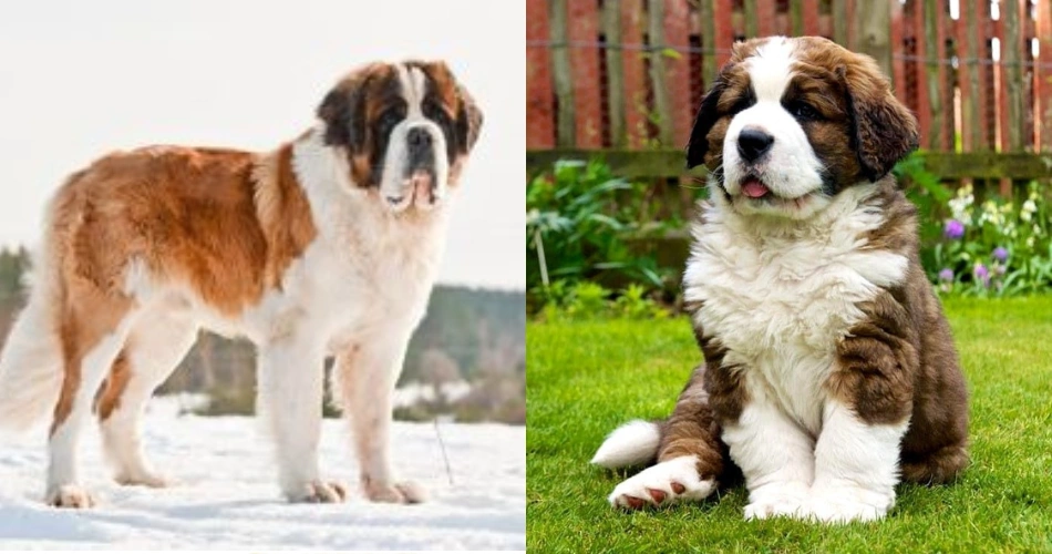 Saint Bernard dog 