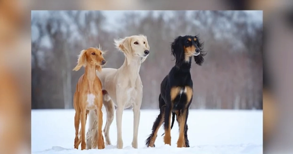  Saluki dog 