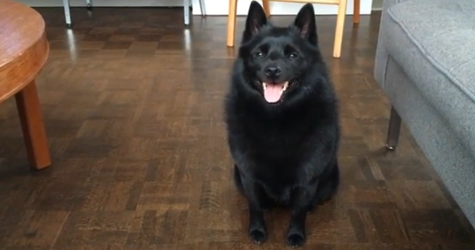  Schipperke dog 
 Schipperke mix 
 Schipperke dog breed 
 Schipperke puppies 
 Schipperke dog training 
 Schipperke dog puppy 