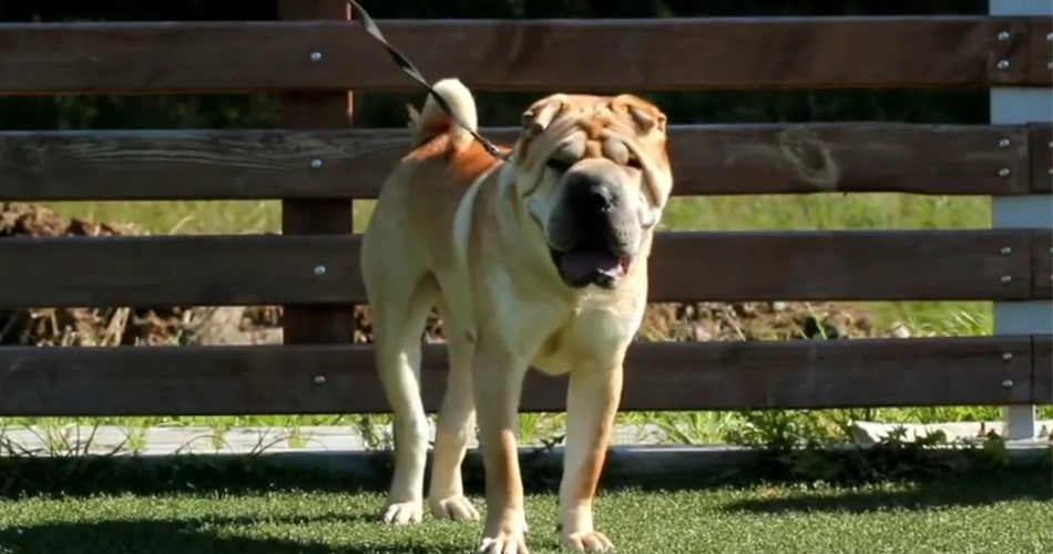  Shar-Pei dog 