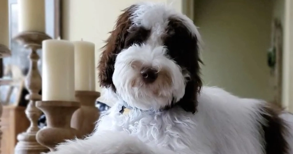 Sheepadoodle dog and puppy .puppies 