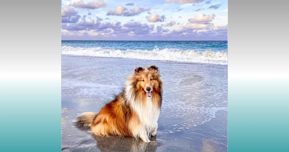 Shetland Sheepdog (Sheltie).bright catten dog 