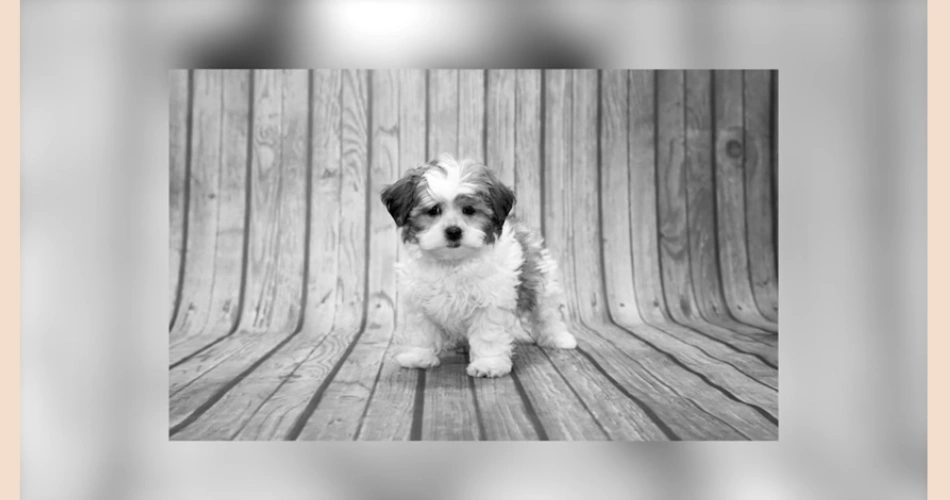 Shih Poo dog breed 