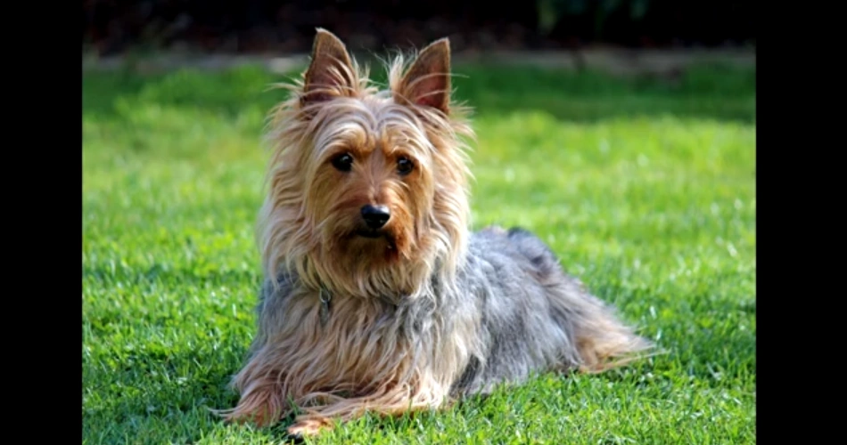  Silky Terrier dog 