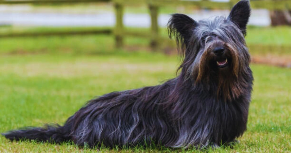 Skye Terrier dog
dog breed 