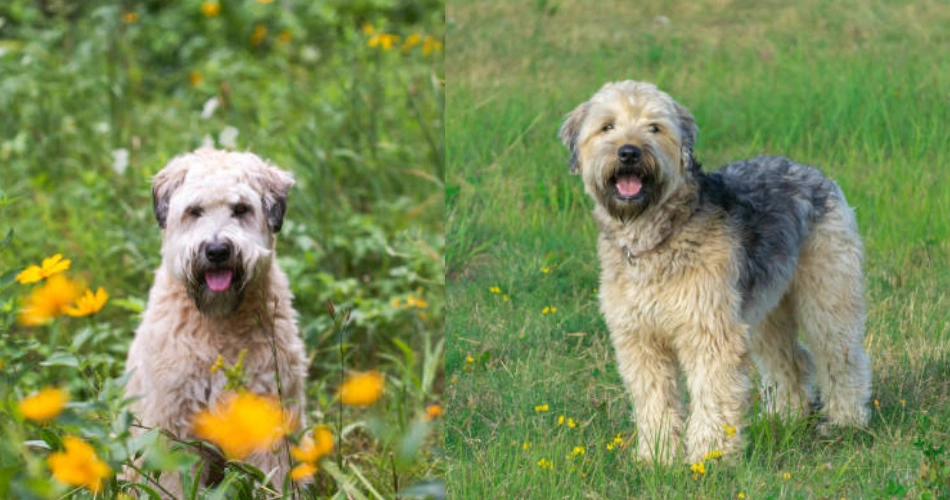 Soft Coated Wheaten Terrier.