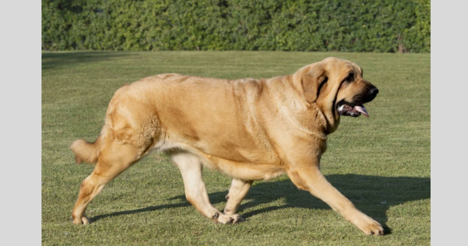  Spanish Mastiff