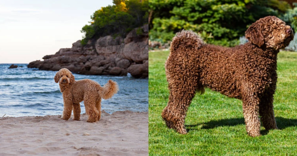 Spanish Water Dog