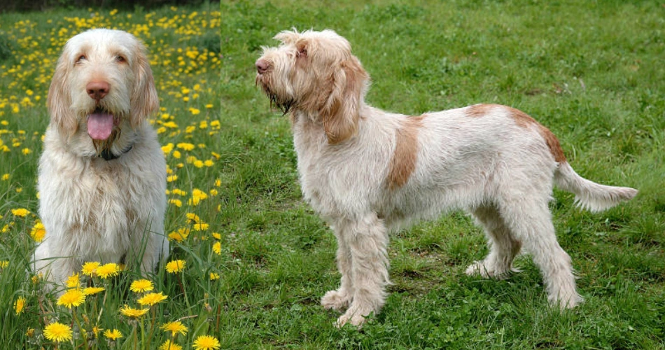 Spinone Italiano dog 