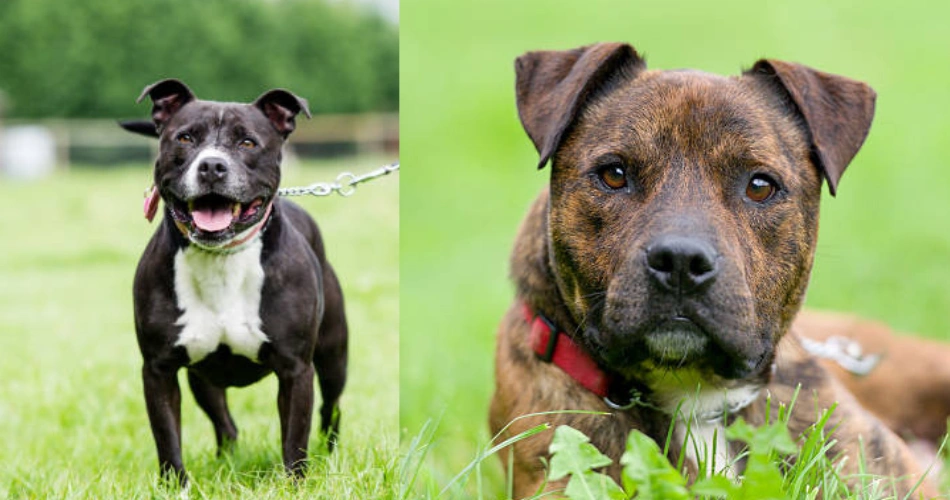 Staffordshire Bull Terrier