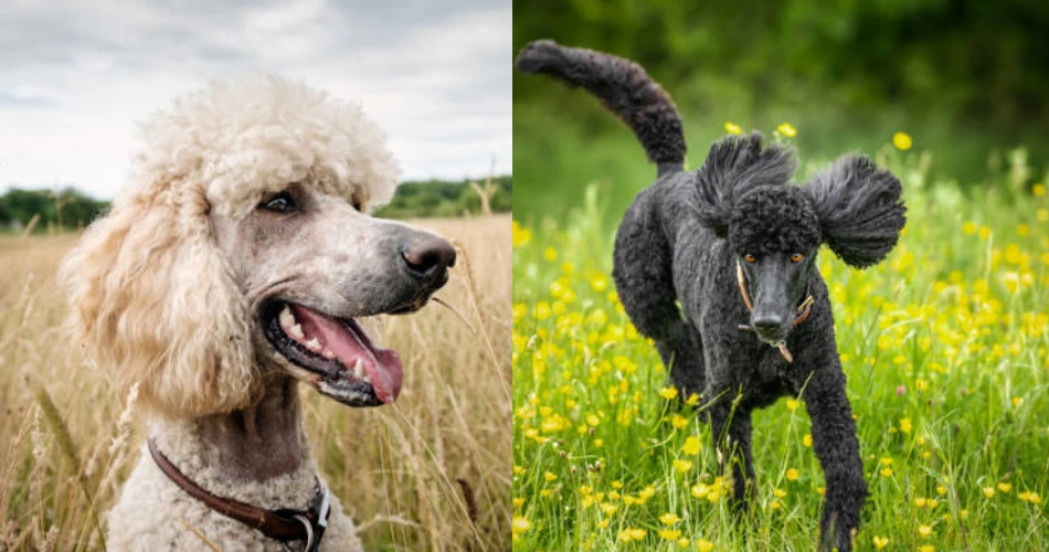 Standard Poodle dog breed 