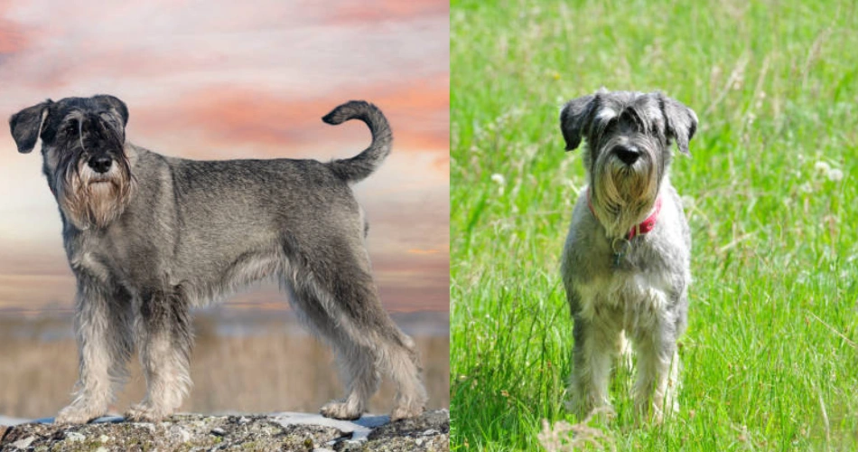  Standard Schnauzer