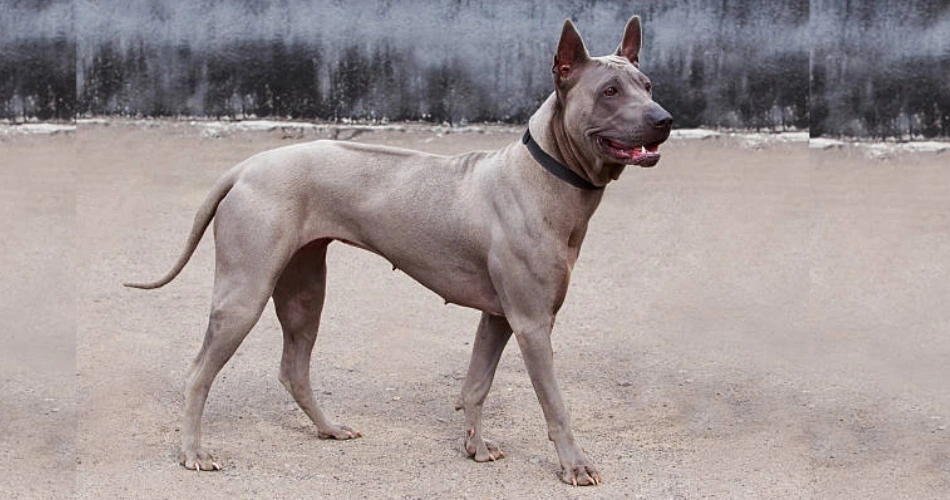 Thai Ridgeback dog breed 