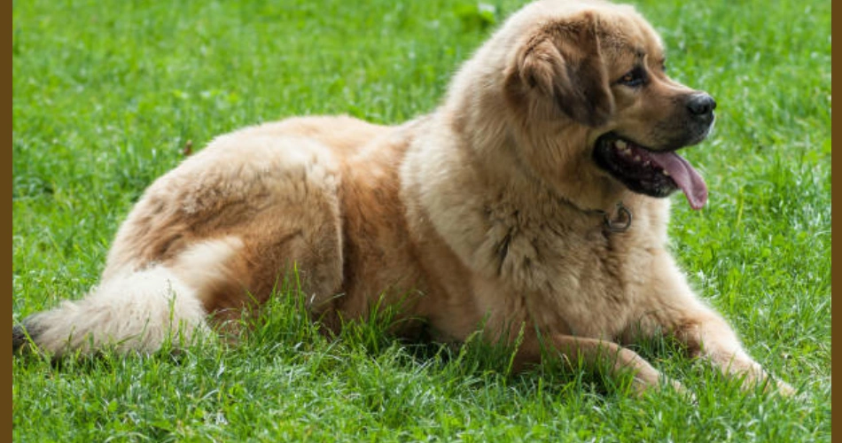 Tibetan Mastiff 