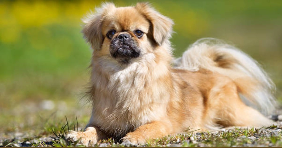 Tibetan Spaniel dog breed 