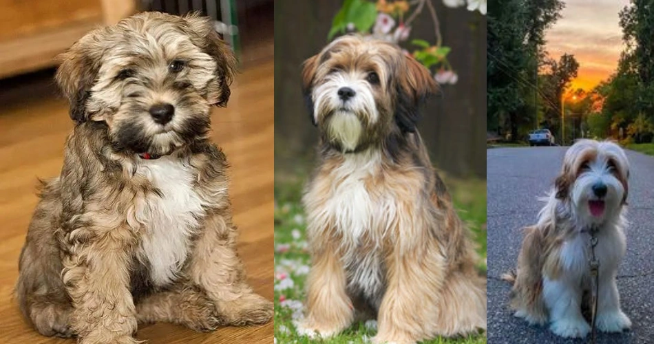 dog breed 
small size dog breed 
Tibetan Terrier 