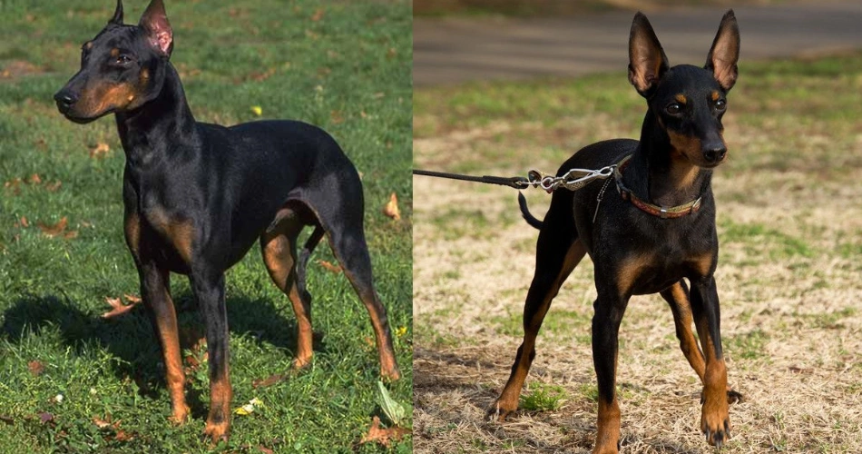  Toy Manchester Terrier 