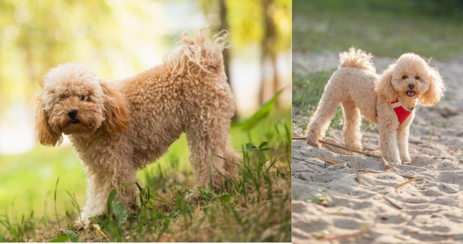 Toy Poodle dog breed 