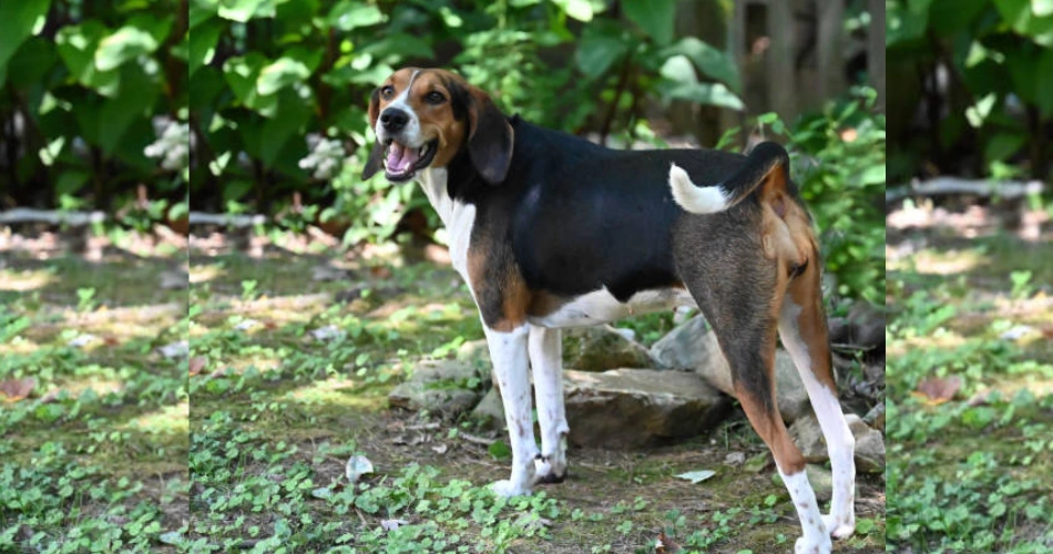 Treeing Walker Coonhound