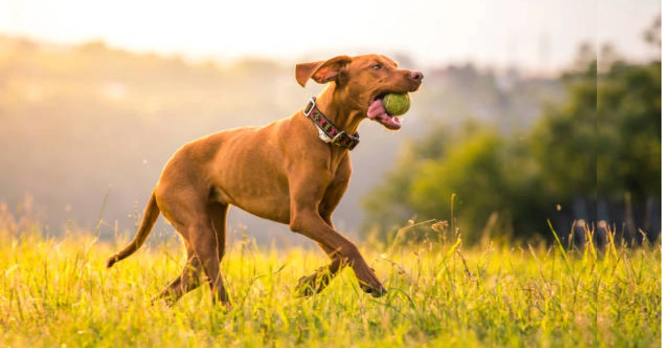  Vizsla dog breeds 