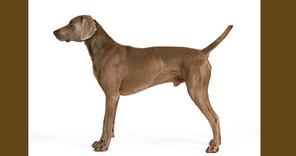 Weimaraner dog 