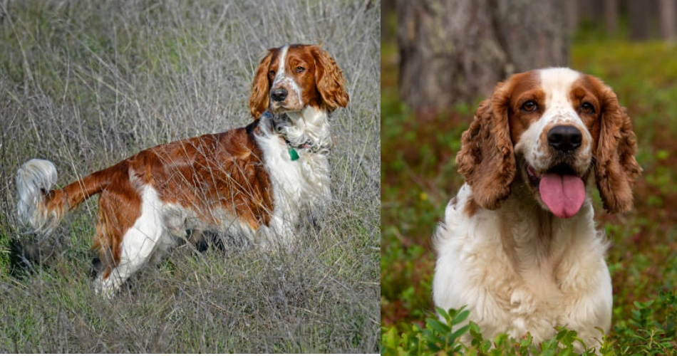 Welsh Springer Spaniel