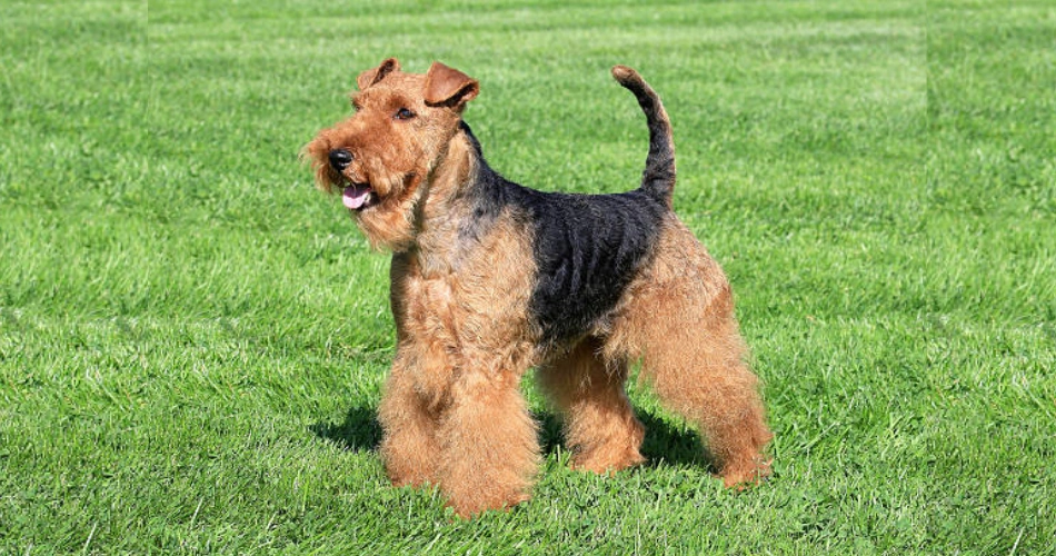 Welsh Terrier 