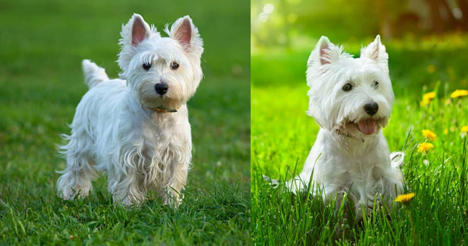 West Highland White Terrier