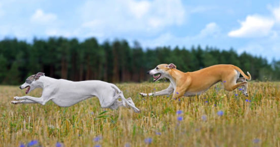 Whippet dog breeds 