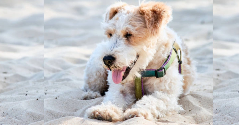  Wire Fox Terrier 