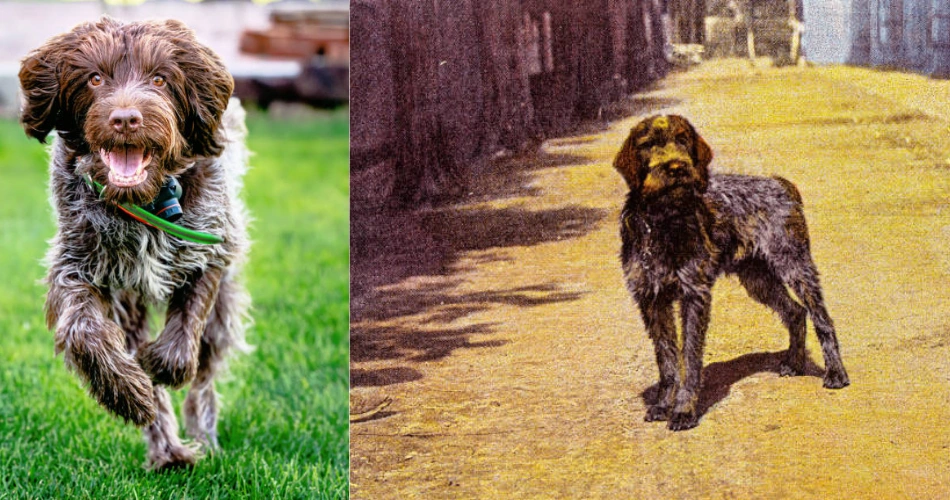 Wirehaired Pointing Griffon 