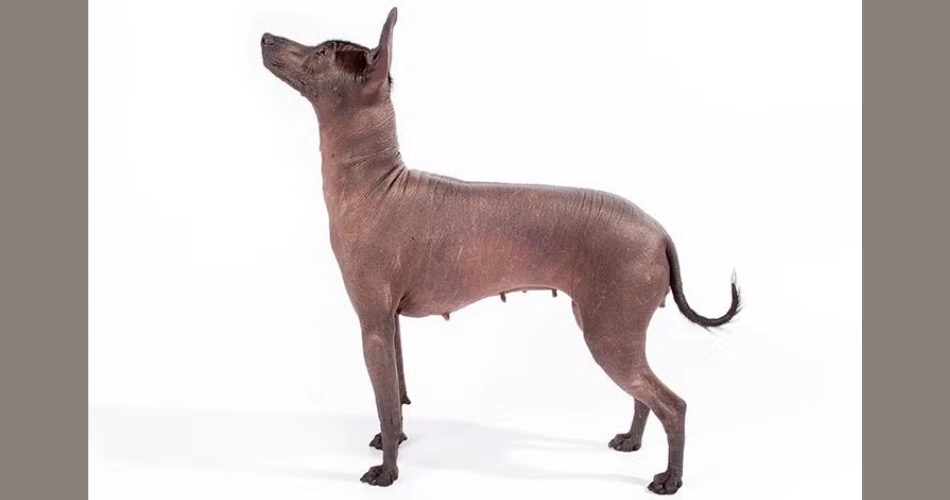 Xoloitzcuintli (Mexican Hairless) 