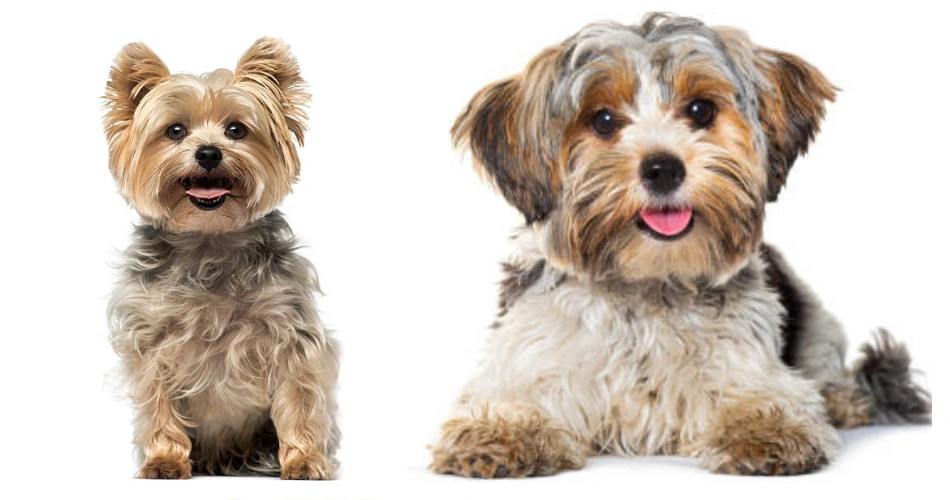 Yorkiepoo dog breed 