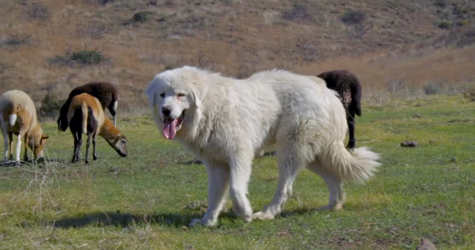 Great Pyrenees