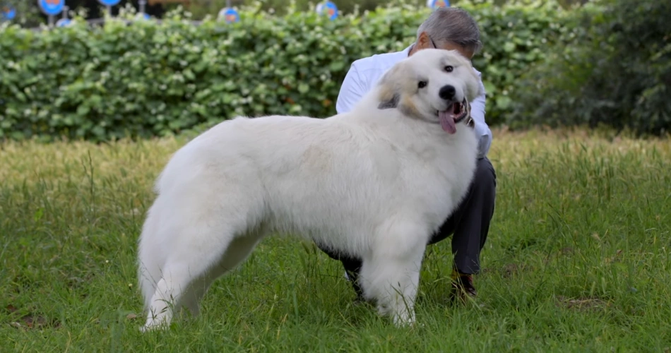 Great Pyrenees