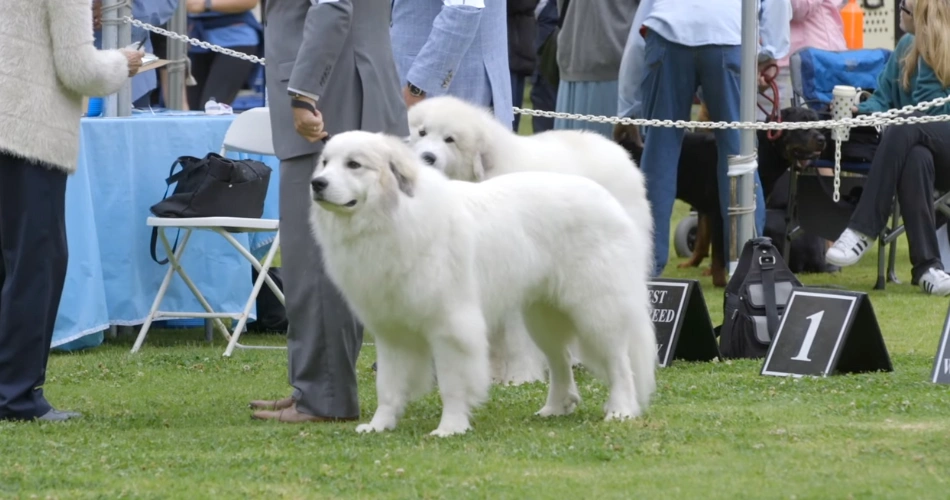 Pyrenean Mountain Dog
Great Pyrenees Shepherd
Pyrenees Dog Breed
Giant Pyrenees
Mountain Dog
White Mountain Dog
Large White Dog Breed
Great Pyrenees Temperament
Fluffy Guard Dog
Pyrenean Dog