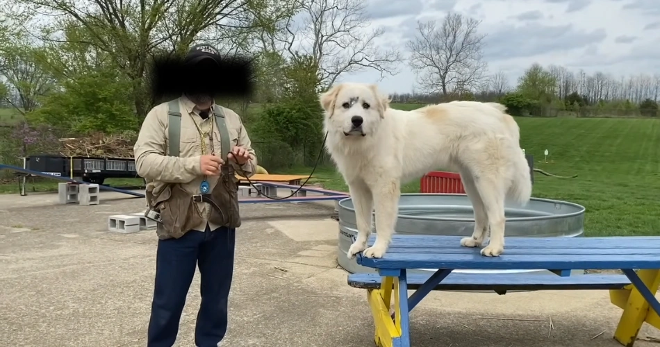 Pyrenean Mountain Dog
Great Pyrenees Shepherd
Pyrenees Dog Breed
Giant Pyrenees
Mountain Dog
White Mountain Dog
Large White Dog Breed
Great Pyrenees Temperament
Fluffy Guard Dog
Pyrenean Dog